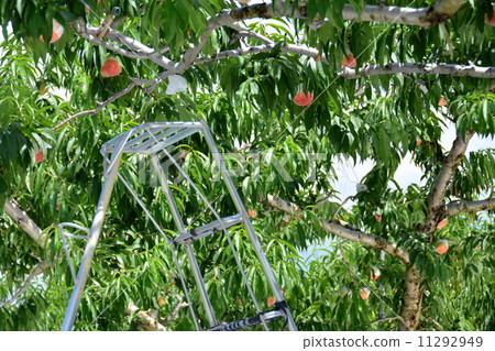 Peach Harvest 11292949