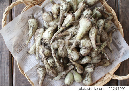 醃蘿蔔配土 醃蘿蔔配土 11293091