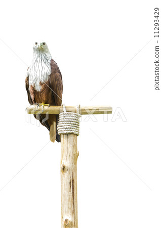 Brahminy Kite on white Brahminy Kite on white 11293429