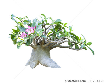 Adenium obesum tree isolated 11293430