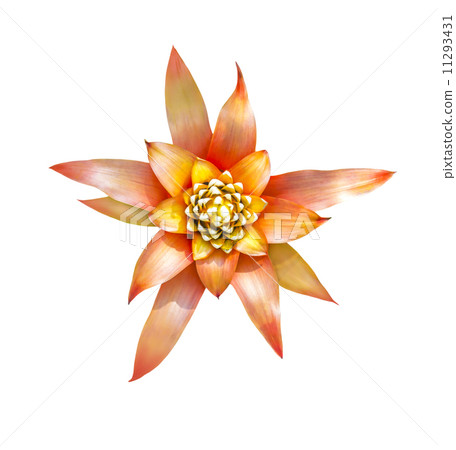 Aechmes Fasciata Bromeliad flower Aechmes Fasciata Bromeliad flower 11293431