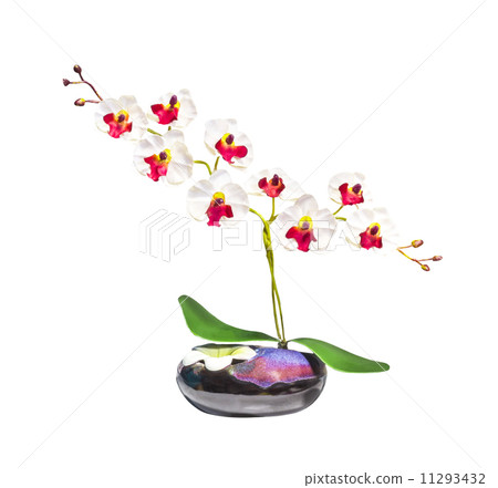 Artificial orchid flower on white background Artificial orchid flower on white background 11293432