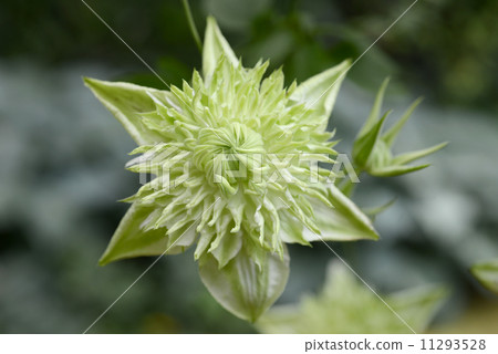 薄荷 薄荷 11293528