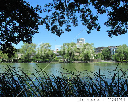 Shakujii池塘夏天 11294014