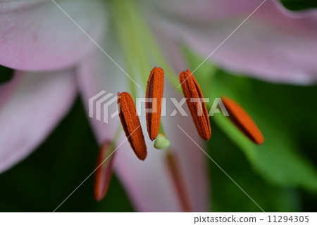 Yuri's stamen Yuri's stamen 11294305