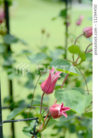 Happy Diana 11294450