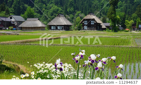 Takayanagi的圓白菜塔在新潟 11294637