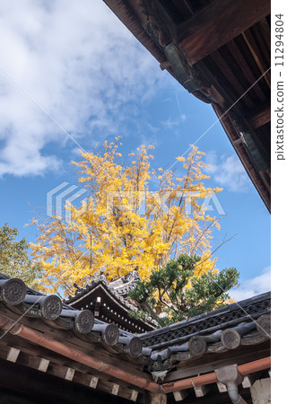 大谷祖傳大銀杏 11294804