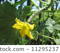 Cucumber flowers 11295237