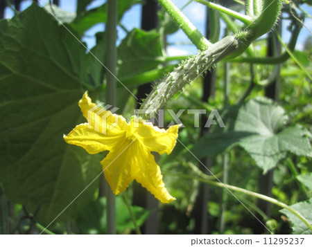 Cucumber flowers Cucumber flowers 11295237