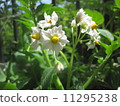 Potato flowers 11295238
