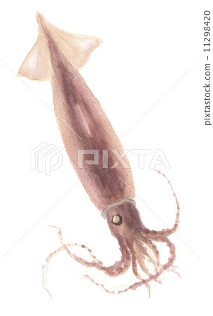squid squid 11298420