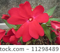 屋久島的紅色花朵 11298489