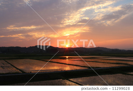 日落和米領域在rice fields_01的sunsetting 11299028