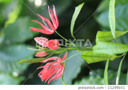 盛開的這個花亭(Hanazono Memorial Park)Pavonia·Gredohiri 盛開的這個花亭(Hanazono Memorial Park)Pavonia·Gredohiri 11299031
