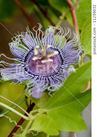 盛開的花亭（花園紀念公園）的西番蓮伊麗莎白 11299032