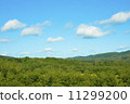 新鮮的綠色樹和藍天和雲彩 11299200