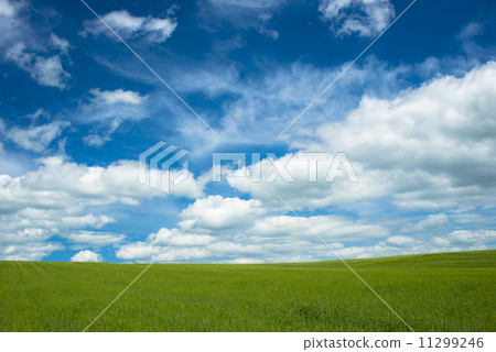 Wheat field and clouds Wheat field and clouds 11299246