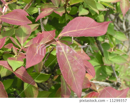 Does Nishikigi have autumn leaves in the summer too? Does Nishikigi have autumn leaves in the summer too? 11299357