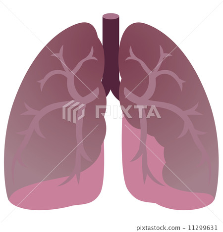 Medical pulmonary organ 11299631