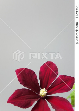 Clematis Clematis 11299850