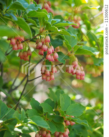 Salasa Doudin Salasa Doudin 11300612