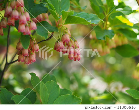 Salasa Doudin 11300616