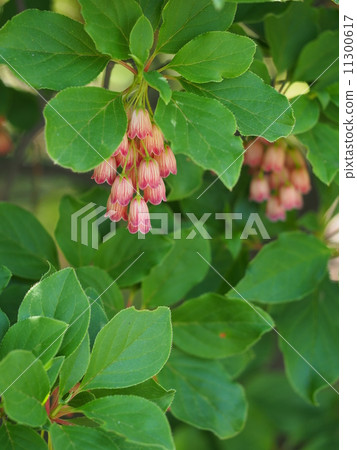 Salasa Doudin 11300617