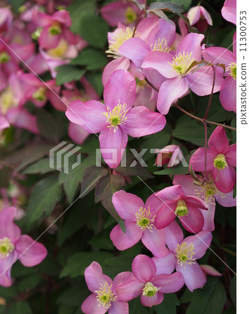 鐵線蓮蒙大拿州 11300753