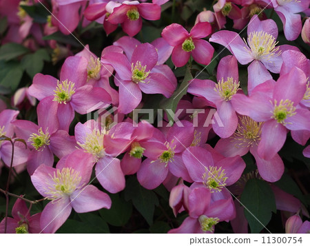 鐵線蓮蒙大拿州 11300754