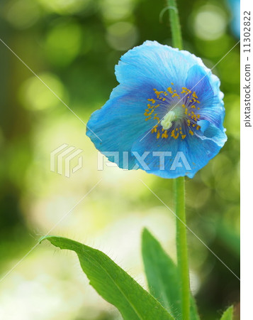 喜馬拉雅山的罌粟 11302822