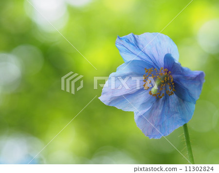 喜馬拉雅山的罌粟 11302824