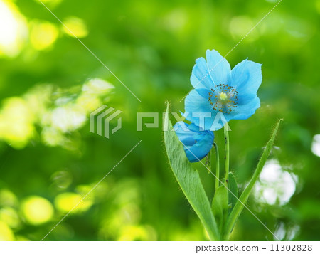 Himalayan's poppy 11302828