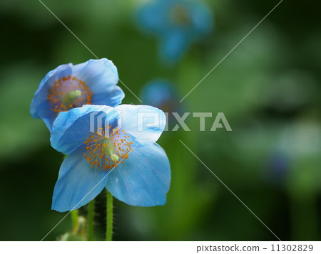 Himalayan's poppy 11302829