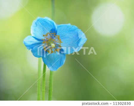 喜馬拉雅山的罌粟 喜馬拉雅山的罌粟 11302830