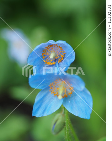 Himalayan's poppy 11302831