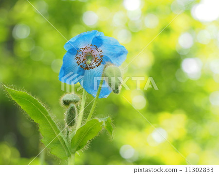 Himalayan's poppy 11302833