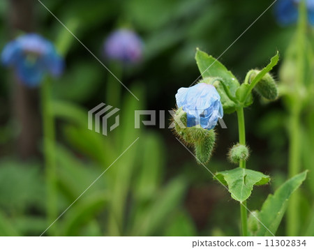 喜馬拉雅藍罌粟芽 11302834