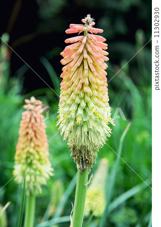 Torch lily (Kniphofia uvaria) 11302930
