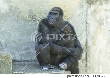 大猩猩的父母和孩子 11303220