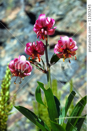 wild orchid wild orchid 11303245