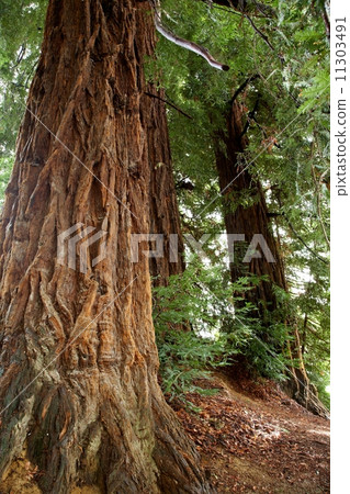 Redwoods 11303491