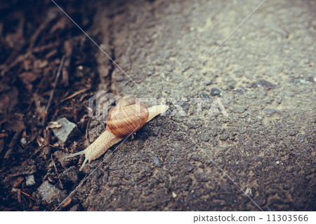 snail crawling on the road 11303566
