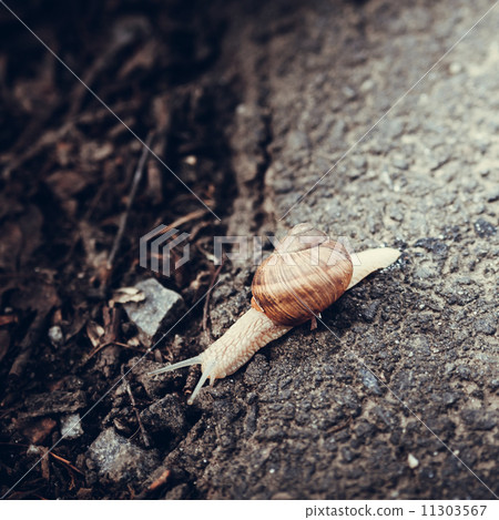 snail crawling on the road 11303567