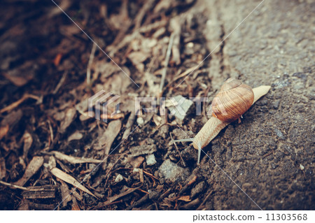 snail crawling on the road 11303568