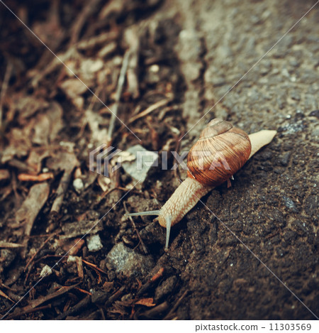 snail crawling on the road 11303569