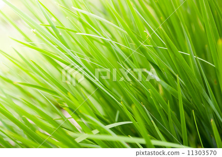 Green Grass background Green Grass background 11303570