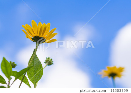 開花在天空的微型向日葵 11303599