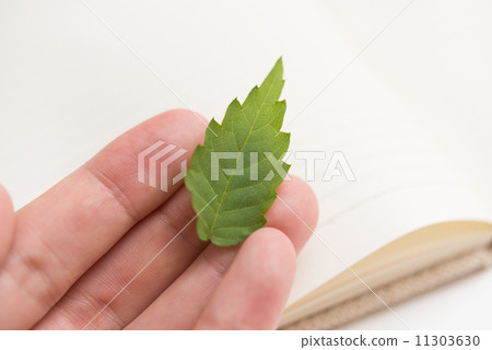 Leaf  11303630