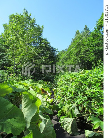 被植被覆蓋的被破壞的路 被植被覆蓋的被破壞的路 11303715